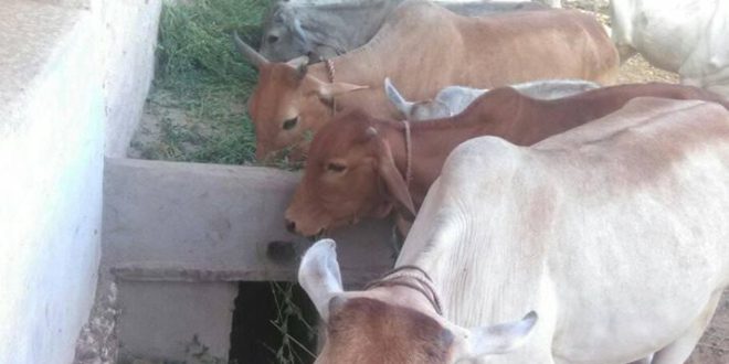 gau seva news cow