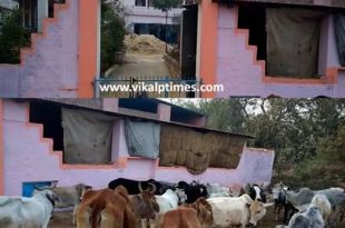 Cow Festival mahotsav celebrated yog seva committe makarsakranti hinduism great fanfare cows fed auspicious