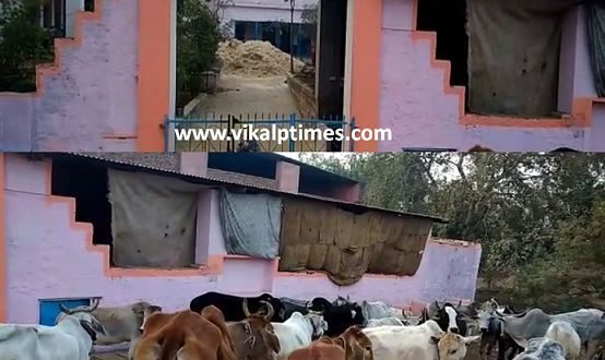 Cow Festival mahotsav celebrated yog seva committe makarsakranti hinduism great fanfare cows fed auspicious
