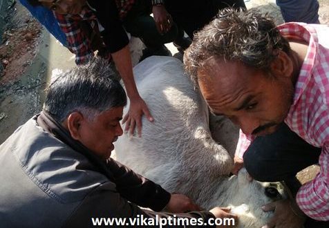 Injured Cow Treatment Doctor गोसेवा Animal गाय Readiness life Saved Khalifa Naujawan Society Bharoti town Mosque Kumhar Mohalla Drink neighborhood
