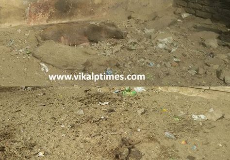 PIG Death Resident Citizen Demand Remove Administraion City Council Swachh Bharat Mission Ranthambhore