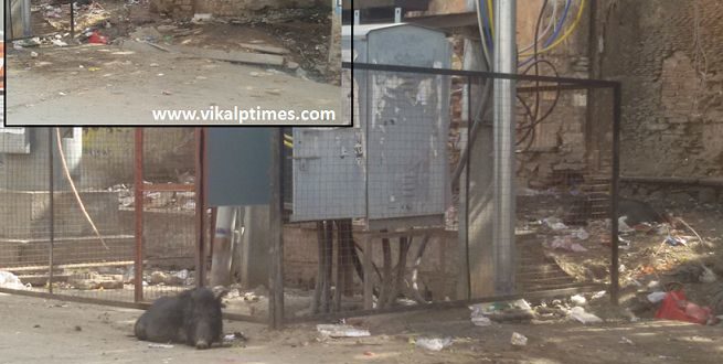 Dirt Stink Stray animals Danger difficult stand police post Sawai Madhopur stigma huge crowd city bus stand travelers passers face lot of trouble city council local resident
