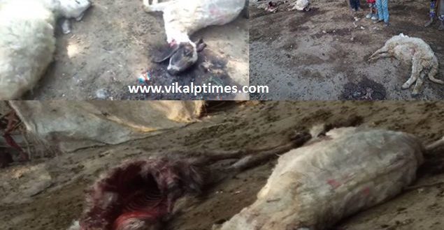 Panther Attack on Sheep Ranthambore National Park of Sawai Madhopur movement continued Forst Department No action Villagers Fear