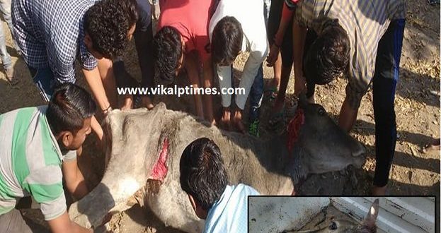 Panther Attack cow Animal Wild Sawai Madhopur Ranthambhore Tiger city