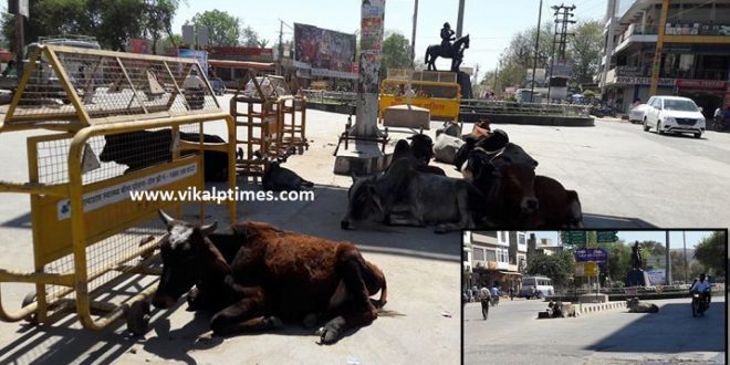 Stray Animal Sawai Madhopur Rajasthan Ranthambhore Accident Possiblity