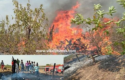 fire garden guava accident trees burn Sawai Madhopur Rajasthan