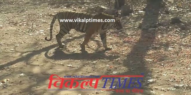tigers showing the villagers walking Range Ranthambore National Park Khandar villagers informed forest officials spread fear