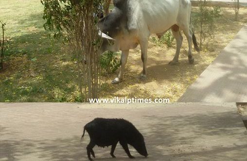 stray animals disturbed passers park people