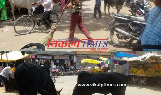 vegetable seller spread dirt market