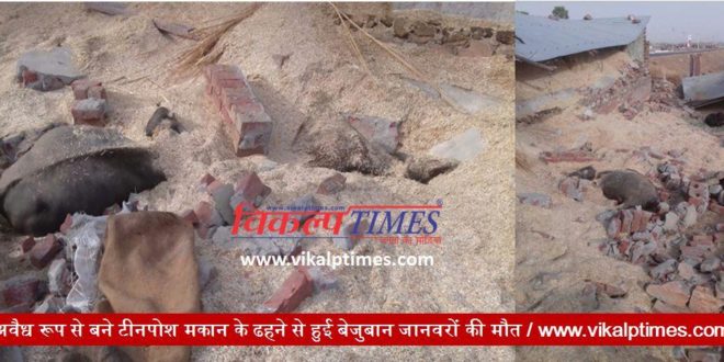 Animal death buffalo illegal built house