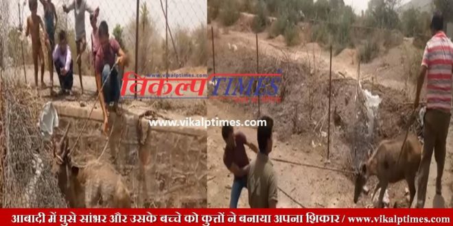 Sambhar and his children entered population area Khandar Dogs hunting