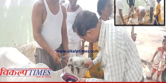 Panther Attack cow not hearing administration Forest Department