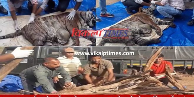 killed two tigers poisoning Revealed Sawai Madhopur Ranthambore Forest