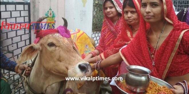 Celebration bachh baras festival worship cow