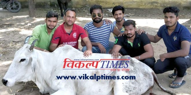 Gausewak help cow save life animal