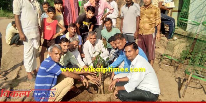 Tree Plantation Program organized