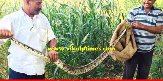 Once again dragon snake came fields
