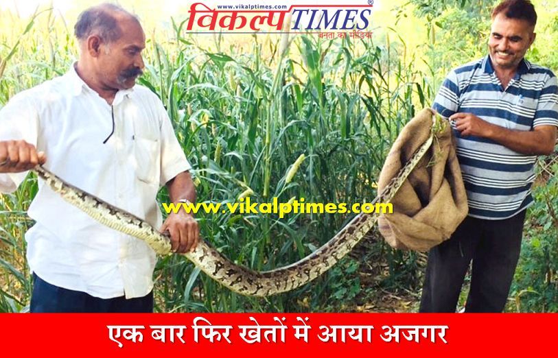 Once again dragon snake came fields