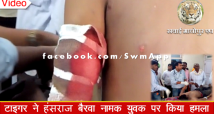 Tiger Attack Khandar youth Sawai Madhopur Ranthambore National Park Serioulsy injured