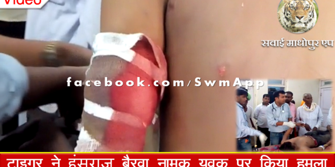 Tiger Attack Khandar youth Sawai Madhopur Ranthambore National Park Serioulsy injured