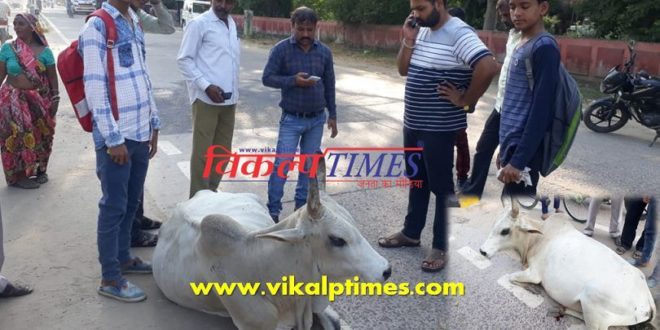 Treatment injured cow Social work