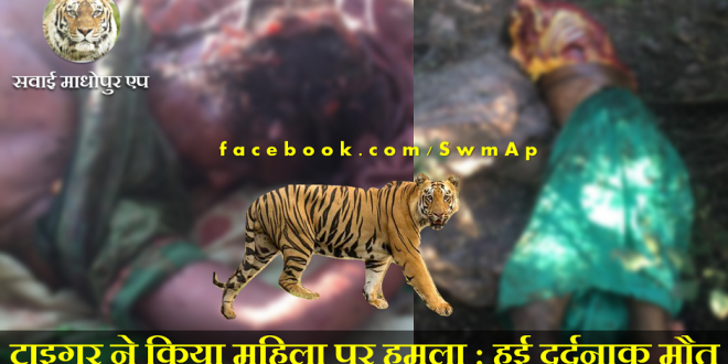 tiger Attack woman death Ranthambore national park