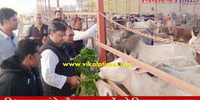 MLA Danish Abrar visited gaushala Makar Sakranti