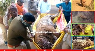 Ranthambore Tiger T-85 packman last cremated Death National Park