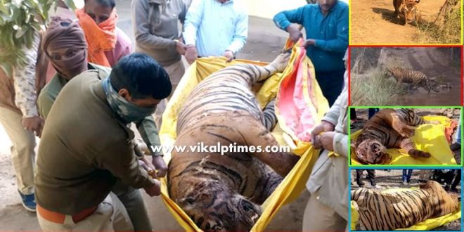 Ranthambore Tiger T-85 packman last cremated Death National Park