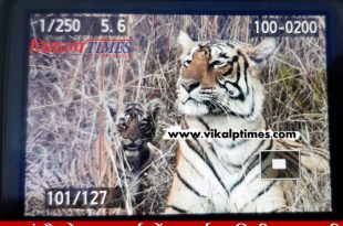 Ranthambore national park tigeress birth two cubs