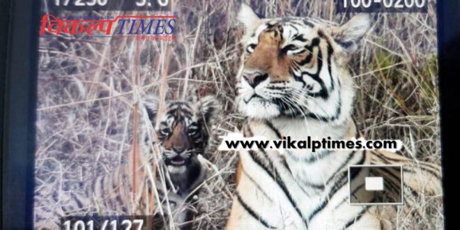 Ranthambore national park tigeress birth two cubs