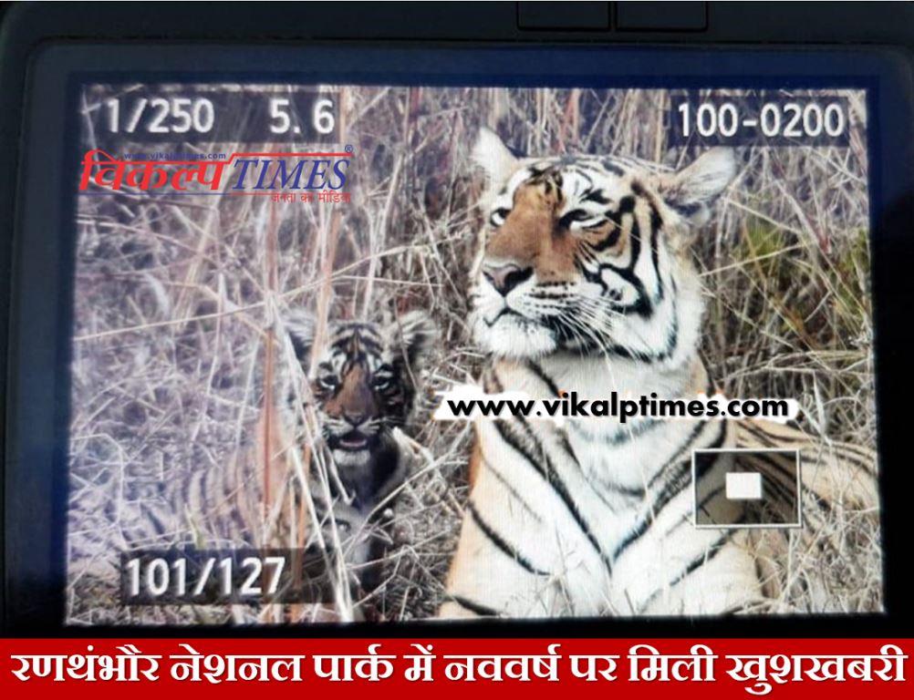 Ranthambore national park tigeress birth two cubs