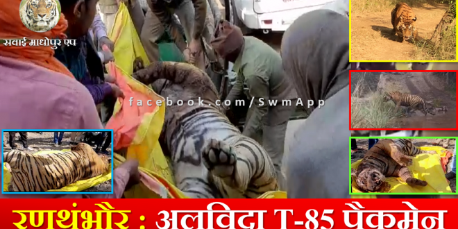Tiger T 85 Packman Alvida Funeral Ranthambore national park son Tigeress machli