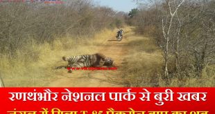 Tiger T-85 Pacman dead body found Ranthambhore national park