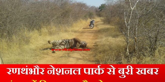 Tiger T-85 Pacman dead body found Ranthambhore national park
