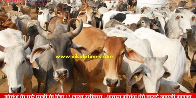 13 lakhs rupees release fodder cattle feed cow