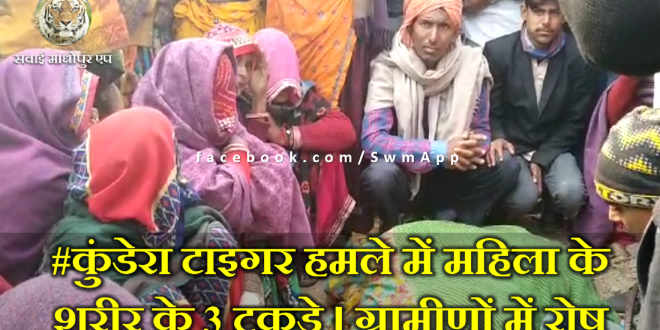 Tiger attack woman death Ranthambore National Park Villager angry demand