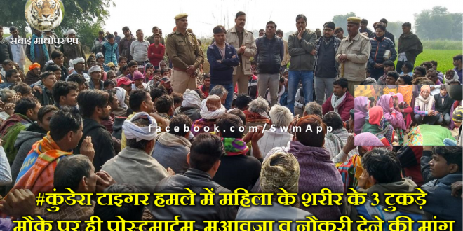 Tiger Attack woman death Ranthabore national park kundera Death Sadnews