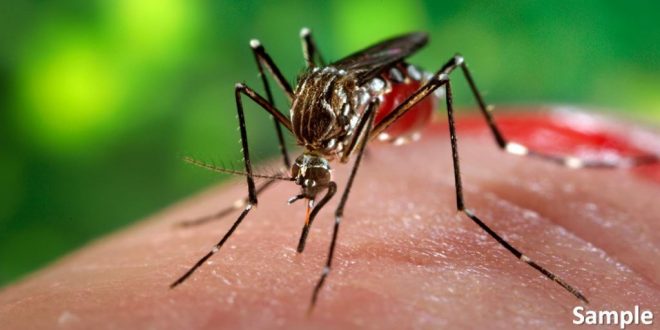 Prepare now disease dengue malaria spread