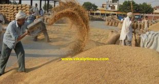 Purchase on support price gram mustard wheat 1 april