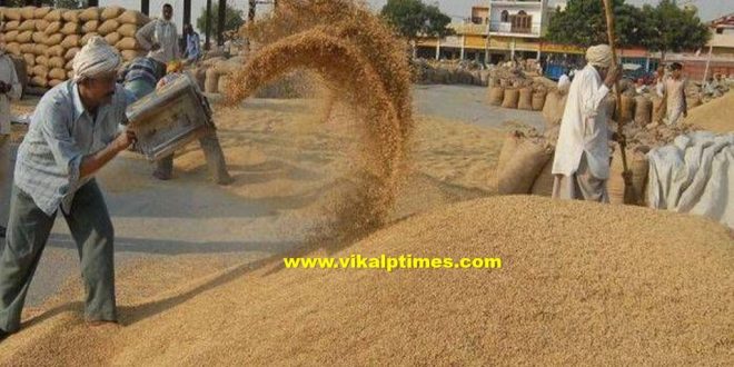 Purchase on support price gram mustard wheat 1 april