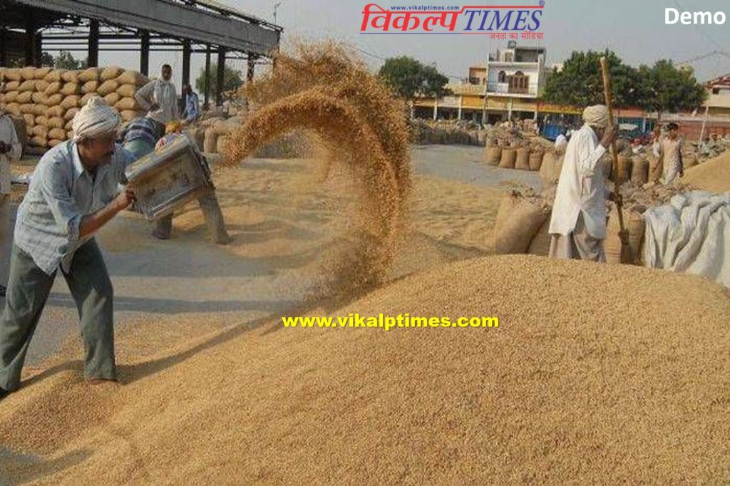 Purchase on support price gram mustard wheat 1 april