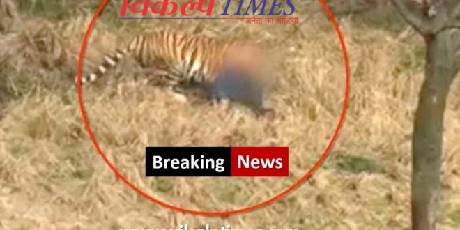 Tiger attacked youth