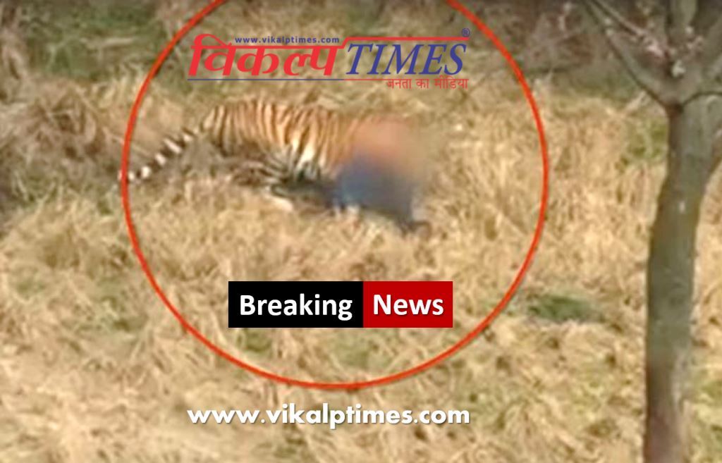 Tiger attacked youth