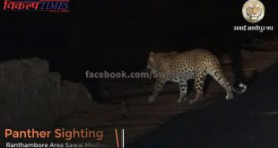 panther sighting ranthambore national park khandar range area sawaimadhopur