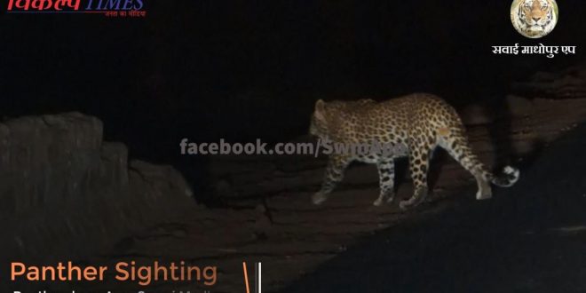 panther sighting ranthambore national park khandar range area sawaimadhopur