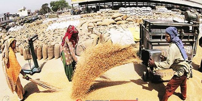 sarso chana gehun purchase by government on MSP Gram mustard wheat