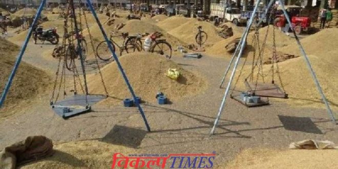Auction begins Mandi Friday