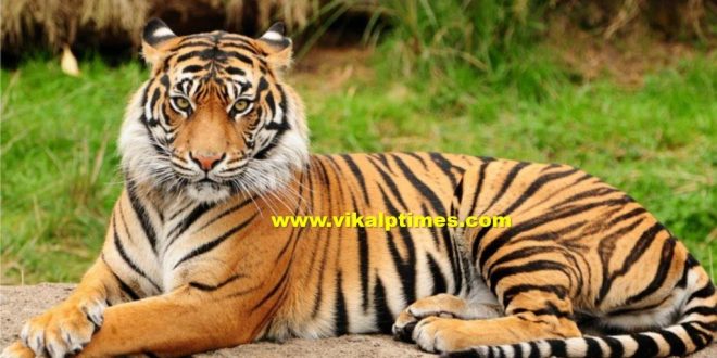 Executive Magistrate appointed Tiger project Ranthambore Sawai Madhopur