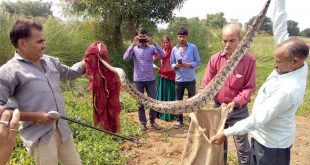 Rescue dragon snake ranthambore Sawai Madhopur